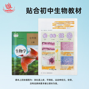 Los cuatro tejidos básicos del cuerpo humano (libro de biología para secundaria): preparados de observación, material didáctico, epitelio - Product Image 5