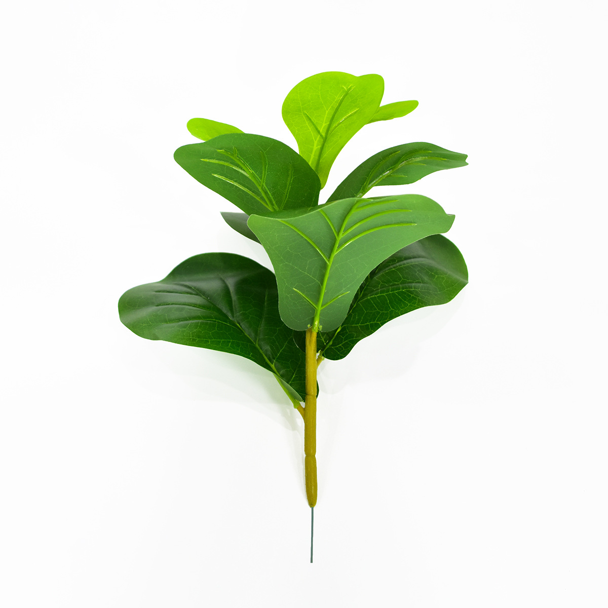 Ficus microcarpa a 9 foglie con ramo corto da 35 cm