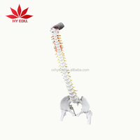 Modelo Anatómico Médico de Columna Vertebral Humana de Tamaño Real (85 cm) con Pelvis, Fémur y Nervio