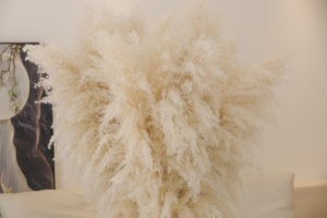 Moon Yu Vente en gros Style Ins Grande herbe pompas <span class=keywords><strong>beige</strong></span> crème séchée et moelleuse Herbe de <span class=keywords><strong>pampa</strong></span> <span class=keywords><strong>pour</strong></span> vases de salon Décor bohème - Product Image 5