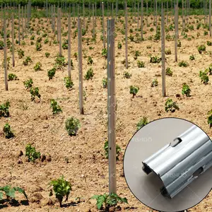 2mm Zinc Revêtement Verger Plantations Vigne Plantes Chaud Plongé Galvanisé Métal Vignoble Treillis Post Raisin Piquet à vendre