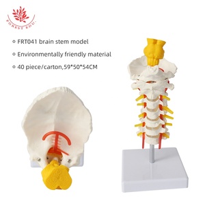 Modèle de colonne cervicale avec tige cérébrale FRT041, articulé flexible, vertèbres cervicales à 7 segments, modèle anatomique monté sur un support - Product Image 4