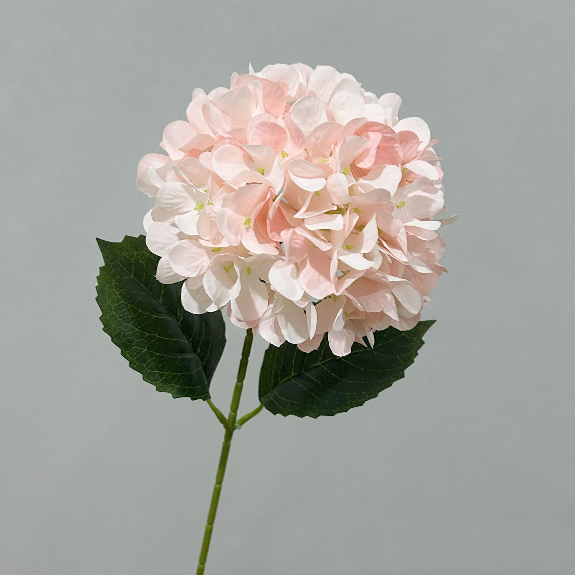 Rose fleur de cerisier