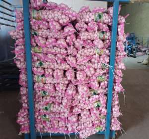 Ajo pelado más nuevo de <span class=keywords><strong>China</strong></span> en estilos calientes frescos normales blanco púrpura verde para alimentos exportados a Ecuador España Senegal - Product Image 2