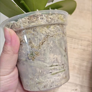 <span class=keywords><strong>Pots</strong></span> à fleurs transparents <span class=keywords><strong>pour</strong></span> orchidées avec trous, pot à fleurs en plastique <span class=keywords><strong>transparent</strong></span> avec trous de drainage, pot à fleurs <span class=keywords><strong>pour</strong></span> jardin - Product Image 4