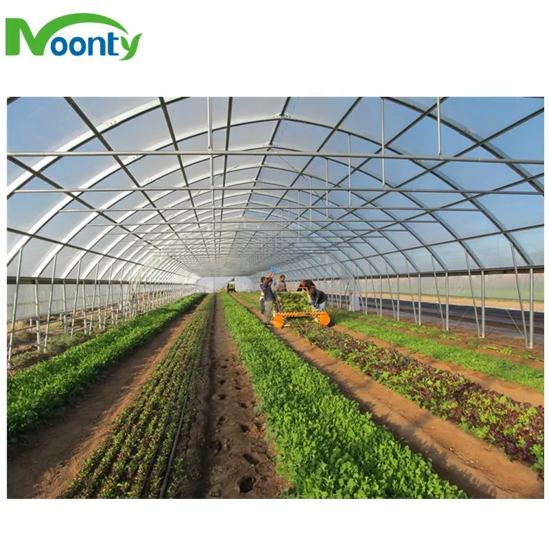 Economical Polytunnels Greenhouse