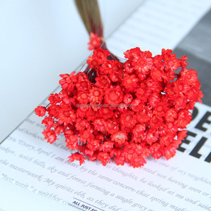 20 pièces de fleurs naturelles éternelles colorées, boules dorées de Craspedia, bouquet pour décoration de mariage - Product Image 4