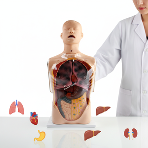 Mannequin d'entraînement Labpilot à trois cavités pour cathéter à double ballonnet, tube NG, soins gastro-intestinaux, en PVC, taille humaine, avancé - Product Image 4