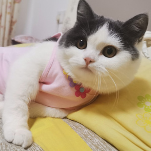 Ropa de esterilización <span class=keywords><strong>para</strong></span> gatos Traje de castración <span class=keywords><strong>para</strong></span> mascotas Período fisiológico postoperatorio Destete transpirable - Product Image 4