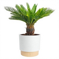 Plante vivante en plastique de palmier sago Costa Farms, pot décoratif durable, facile d'entretien, purificateur d'air, décoration intérieure pour la maison/le bureau
