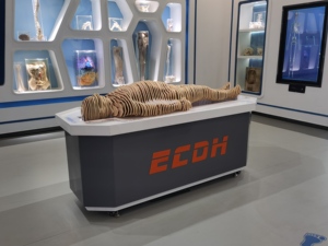 Digihuman HD cấu trúc con người Hình ảnh chụp cắt lớp mô hình in 3D cho giáo dục y tế - Product Image 4