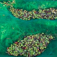 Tunisie Grèce agriculture PEHD gros filet d'olive/filet de récolte d'olive 6*12/filets de collecte d'olive 8*14m