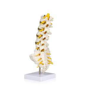 HSBM-124B Flexible Articulated <strong>Lumbar</strong> <strong>Spinal</strong> <strong>Column</strong> Model, Features 5 <strong>Lumbar</strong> Vertebrae with Intervertebral Discs <strong>Lumbar</strong> Nerves - Product Image 4