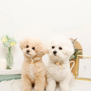 लक्जरी नायलॉन डॉग कॉलर सोने की धातु बकल समायोज्य नरम बफर मार्टिंगले डिजाइन त्वरित रिलीज सुविधा कस्टम लेजर लोगो - Product Image 5