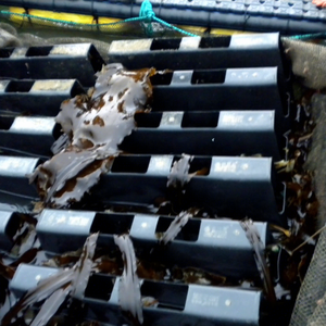 <span class=keywords><strong>Cage</strong></span> flottante pour concombres de mer et abalones <span class=keywords><strong>à</strong></span> <span class=keywords><strong>vendre</strong></span> - Product Image 1