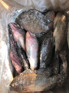 Vente en gros de poisson <span class=keywords><strong>Tilapia</strong></span>, <span class=keywords><strong>Tilapia</strong></span> <span class=keywords><strong>du</strong></span> <span class=keywords><strong>Nil</strong></span> entier congelé, <span class=keywords><strong>Tilapia</strong></span> noir - Product Image 5