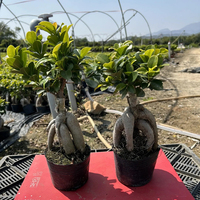 Bonsaï Ficus Microcarpa Ginseng, variétés assorties, différentes tailles, plantes à feuilles persistantes, décoratives d'intérieur/extérieur, faites à la main, pour la fête des mères