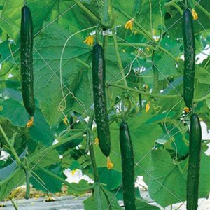 Mướp Đắng Mướp Cuke Nhựa Dưa Chuột <span class=keywords><strong>Net</strong></span> <span class=keywords><strong>Polypropylene</strong></span> Lưới Mắt Cáo Lưới Pp Dưa Chuột Trellis Lưới Hà Bắc - Product Image 6
