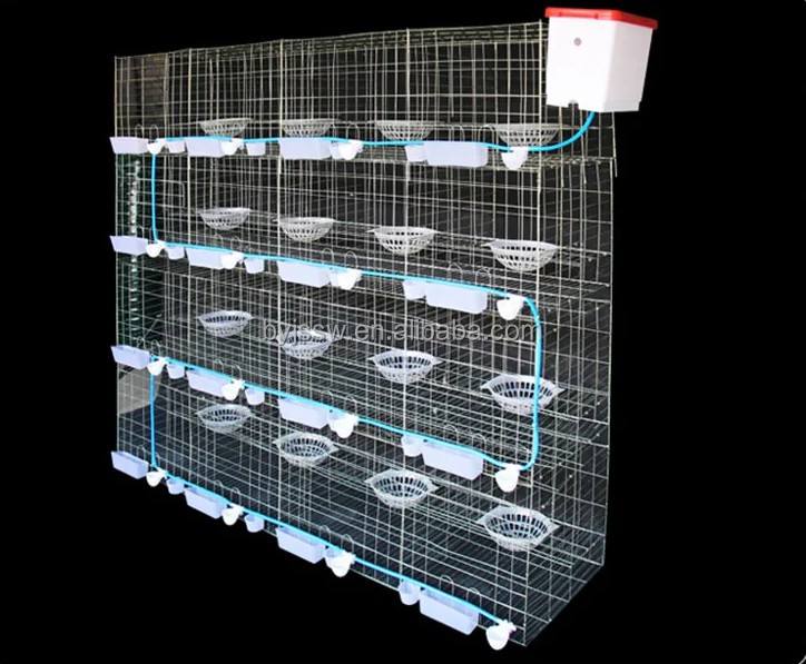 鸡笼设计鸽子鸡笼鸽子繁殖笼