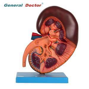 Modelo anatómico médico GD/A14005 de riñón y glándula suprarrenal para ciencia médica y Universidad - Product Image 1