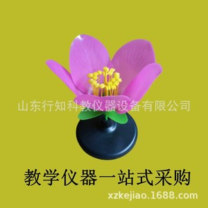 Modèle de fleur de pêcher, modèle de plante, modèle d'expérimentation pédagogique en sciences biologiques, équipement expérimental, instrument pédagogique - Product Image 3