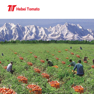 Chất lượng tốt nhất 36% 38% Brix cà chua dán vô trùng trong trống từ Trung Quốc - Product Image 4