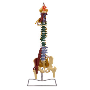 Squelette de simulation pédagogique : modèle de colonne vertébrale de 45 cm x 85 cm avec modèle d'os de jambe, spécimen de squelette humain à l'échelle 1:1 - Product Image 1