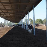 Cobertizo de animales de mantenimiento de bajo costo para la agricultura, casa de aves de corral de construcción robusta, Granero de vaca de diseño innovador a la venta