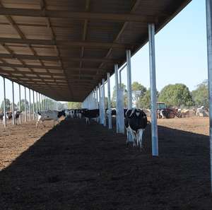 Conception innovante grange à vaches Construction robuste poulailler à faible coût d'entretien hangar pour animaux pour l'agriculture à vendre - Product Image 2