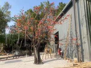 <span class=keywords><strong>Arbre</strong></span> artificiel en fibre de verre de style chinois, imitant un <span class=keywords><strong>kaki</strong></span>, pour la décoration intérieure d'hôtels - Product Image 6