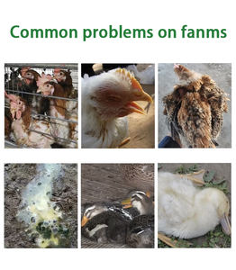 Poudre <span class=keywords><strong>antibiotique</strong></span> avicole en promotion pour fermes de volailles, bovins et porcins – Formule sèche accélérant la croissance des poulets et améliorant la santé respiratoire - Product Image 2