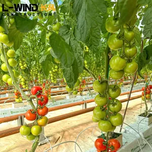 Moderna copertura di vetro agricolo casa verde per il pomodoro