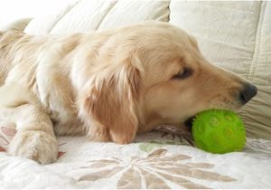 Balle de jeu interactive classique ETPU pour chien, écologique, haute élasticité, résistante aux morsures, pour les dents, flottante, sans danger pour l'eau - Product Image 4