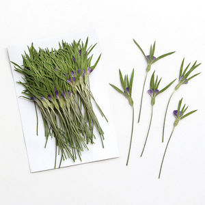 <span class=keywords><strong>Fleurs</strong></span> de Corncockle Séchées Naturelles avec Tiges – Fourniture en Gros de Plantes Pressées pour Bijoux en Résine et Matériaux de Bricolage - Product Image 4
