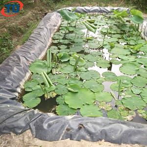 Géomembrane HDPE pour bassin à poissons, barrière anti-racines, 0,5 mm, 1 mm, 1,5 mm, 2 mm, <span class=keywords><strong>prix</strong></span> de la géomembrane, revêtements de bassin pour l'élevage de crevettes, 45 mil, 80 mil - Product Image 5