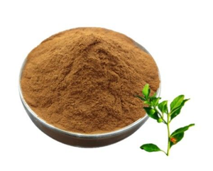 <span class=keywords><strong>Poudre</strong></span> d'extrait d'<span class=keywords><strong>Ashwagandha</strong></span> de haute qualité 5% Withanolides - Product Image 3