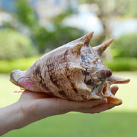 Gros Scorpion escargot coquille Aquarium décoration coquille conque artisanat méditerranéen coquillage couleur naturelle bricolage artisanat à la main