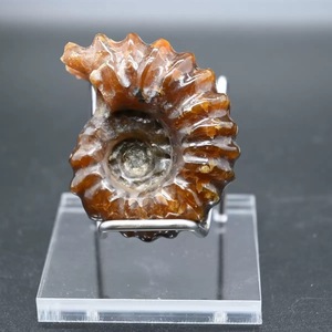 Vente en gros d'objets artisanaux naturels pour la guérison spirituelle : spécimens de cornes de mouton, spécimens d'escargots, fossiles d'ammonites <span class=keywords><strong>Pavlov</strong></span>, conques et conques blanches en cristal - Product Image 3