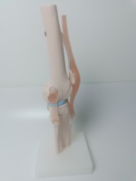 Formation avancée personnalisée à l'enseignement médical Anatomie du squelette Plastique artificiel Taille naturelle Modèle anatomique de l'articulation du genou humain