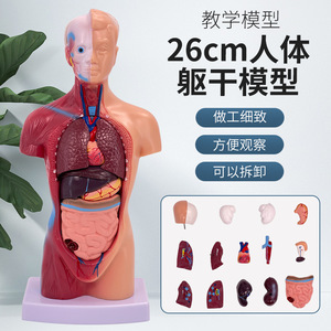 Esqueleto de 45 cm, corazón natural, torso de 28 cm, conjunto de modelo didáctico de tres piezas, juguete educativo para niños, se puede montar. - Product Image 1