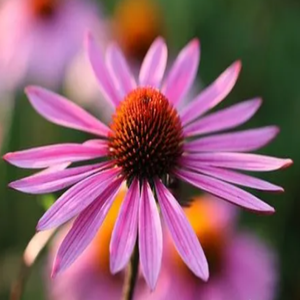 GMP Standard High Quality Food Grade <strong>Polyphenols</strong> <strong>Echinacea</strong> Purpurea <strong>Extract</strong> Solvent Extraction Drum Packaging - Product Image 3