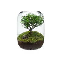 Terrarium en verre transparent DIY 15x21 cm pour plantes succulentes, plantes aériennes, fougères, micro-paysages, vase décoratif pour la maison et le bureau, style Art Déco