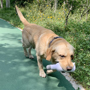 Giocattoli di peluche ripieni di cane su misura bottiglia di birra giocattolo di squittio per animali domestici fabbrica di porcellana OME produttore - Product Image 3