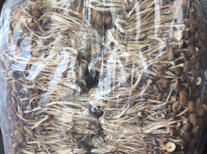 Cha Shu Gu เห็ดต้นป็อปสีดำทั้งต้นแบบใหม่ Cyclocybe aegerita DRY <span class=keywords><strong>yanagi</strong></span> Matsutake สำหรับขาย - Product Image 3