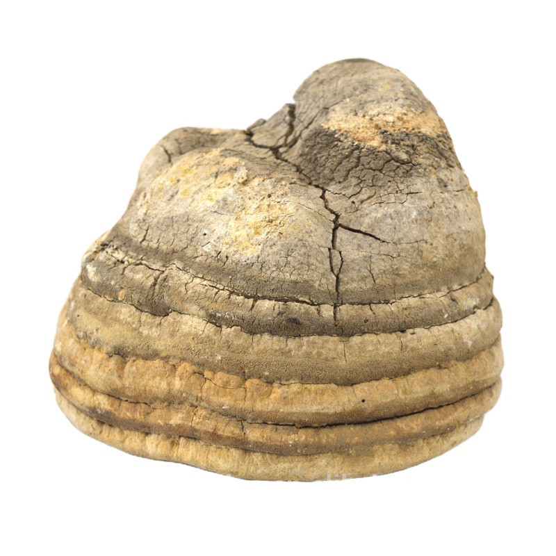 Сушеные цельные грибы для продажи, натуральный Fomitopsis officinalis