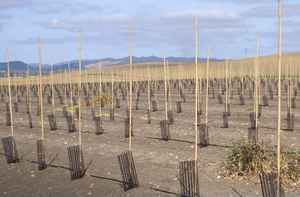 Estacas de Bambú Natural para Jardín, Soportes Ecológicos para Plantas, Cañas para Agricultura, Viveros, Varillas para Tomates, Precio al por Mayor - Product Image 4