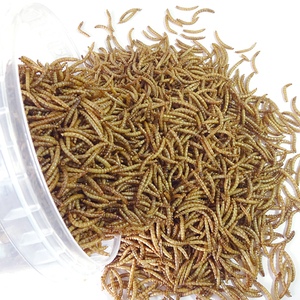 יבש Mealworm עבור ציפורים ארוז חבית 100g - Product Image 2