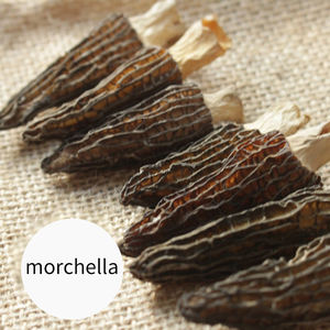 Jamur Morel liar tumbuh alami, harga grosir jamur Morel - Product Image 4