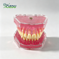 Modelo Dental SCIEDU con Dientes Extraíbles, Encías Suaves, Modelo de Boca Completa con Dientes Extractables para Prácticas de Odontología, Venta al Por Mayor OEM