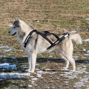 <span class=keywords><strong>Harness</strong></span> Anjing Reflektif Model X-Back untuk Latihan <span class=keywords><strong>Sledding</strong></span>, Canicross, Scootering, Bikejoring, Skijoring - Product Image 4